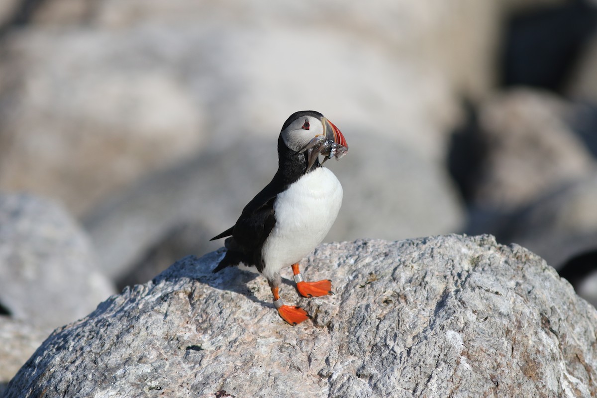 Atlantic Puffin - ML621602044