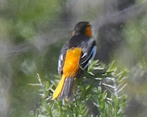 Bullock's Oriole - ML621602046