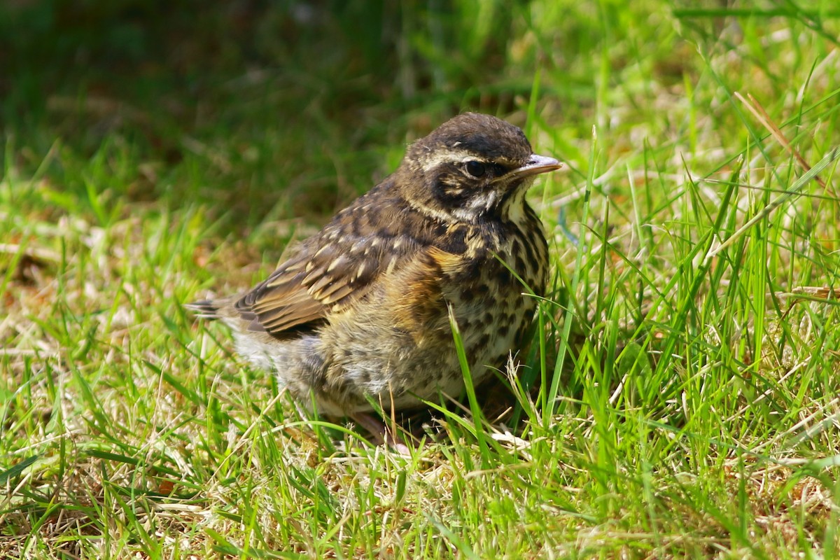 Redwing - Andrew Collins