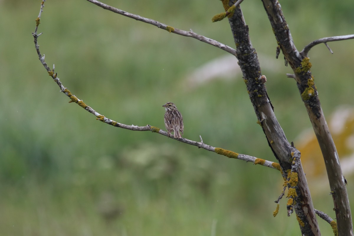 Savannah Sparrow - ML621602103