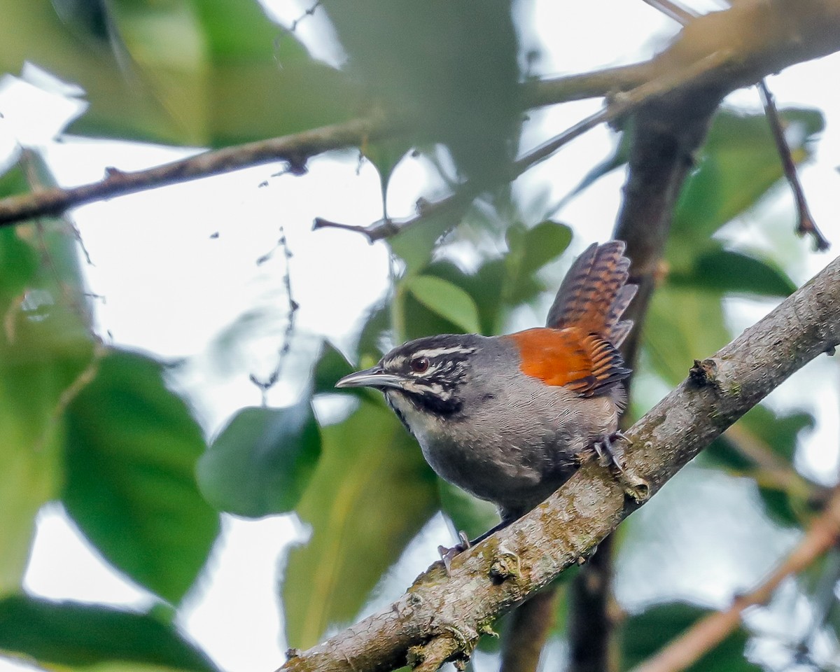 Whiskered Wren - ML621602170