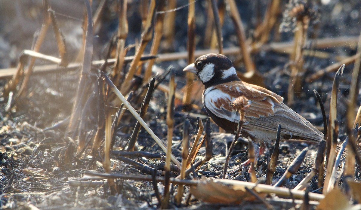 Chestnut-backed Sparrow-Lark - ML621602249