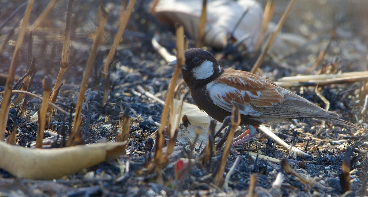 Chestnut-backed Sparrow-Lark - ML621602250