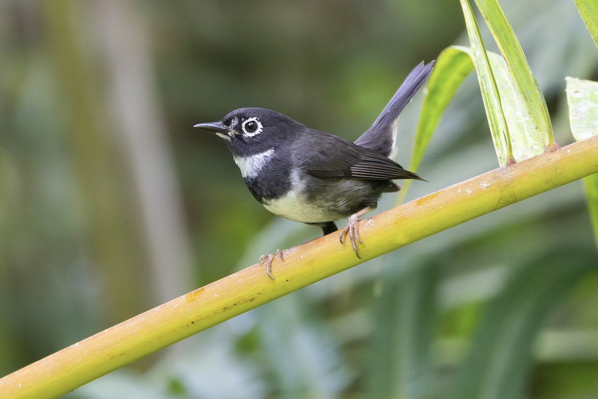 Whistling Warbler - ML621602299