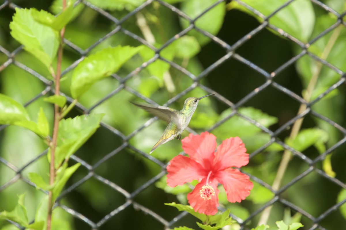 hummingbird sp. - ML621602418