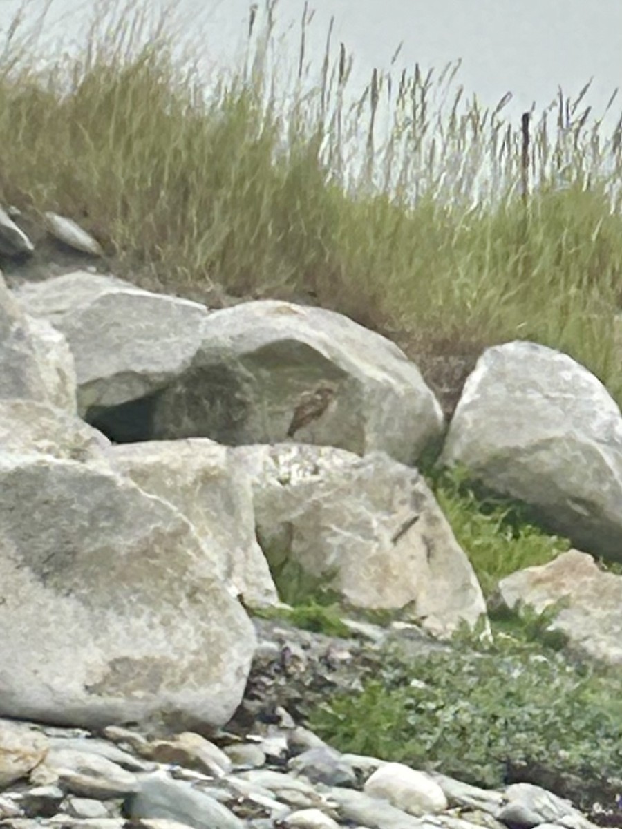 Burrowing Owl (Florida) - ML621602472