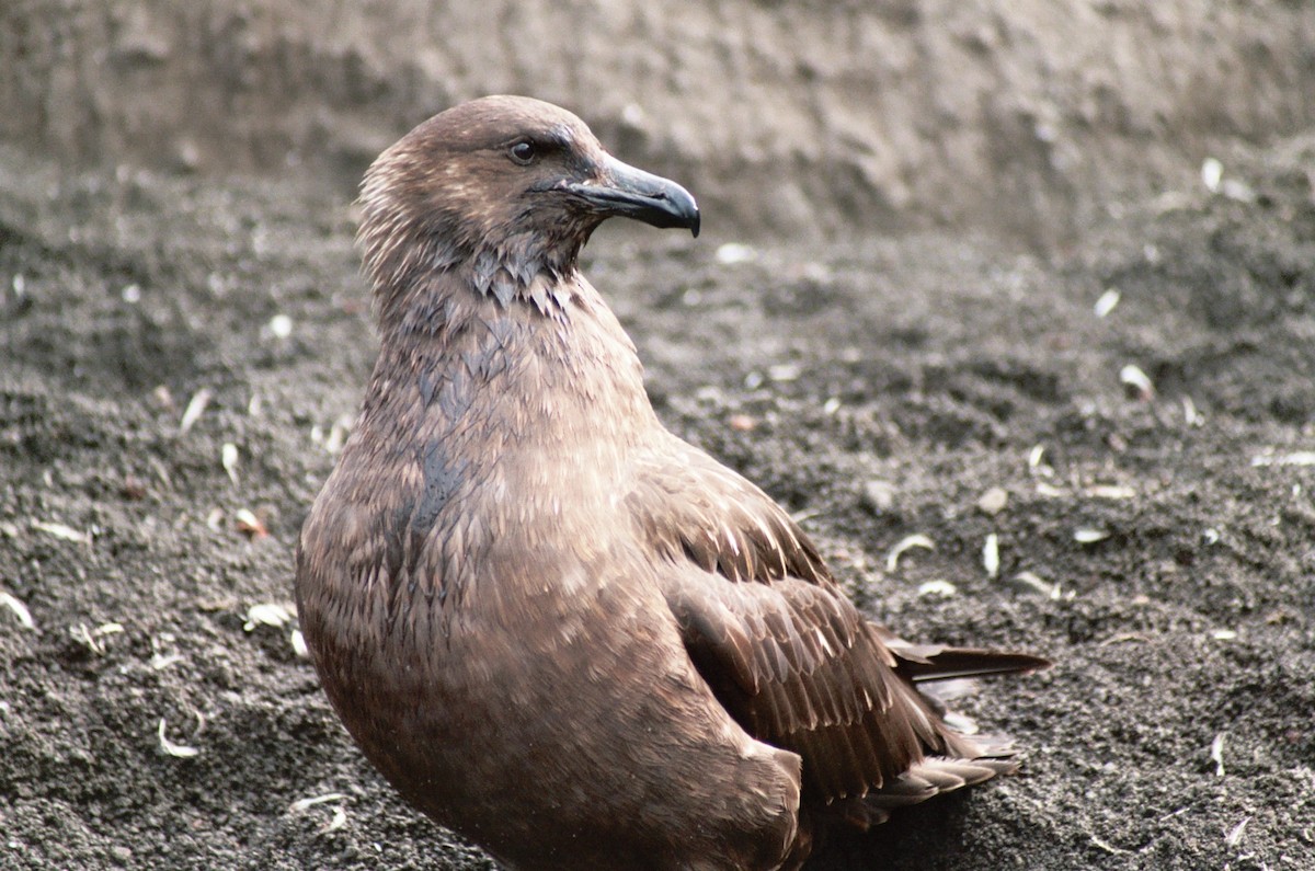 South Polar Skua - ML621602477