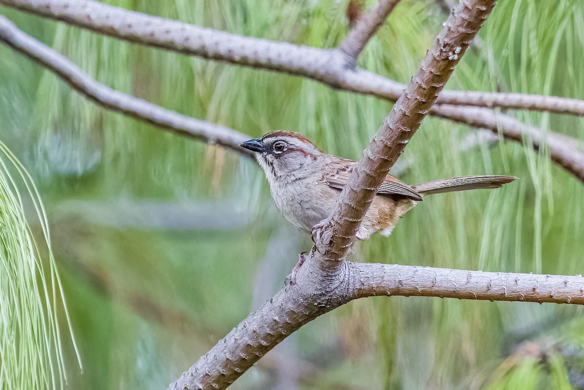 Oaxaca Sparrow - Daniel Garza Tobón