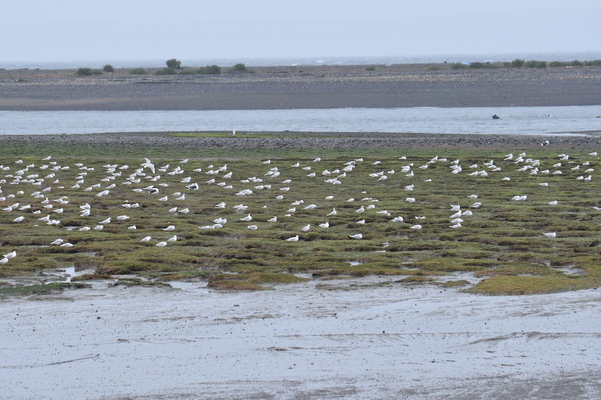 Brown-hooded Gull - ML621602548