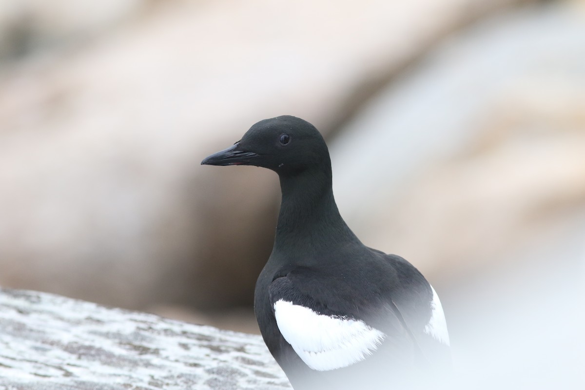 Black Guillemot - ML621602569