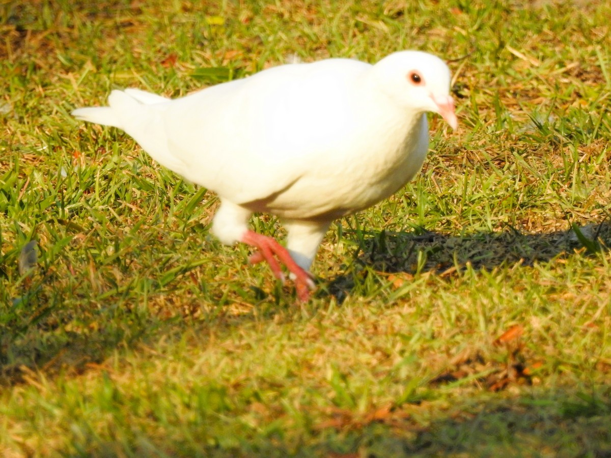 Rock Pigeon (Feral Pigeon) - ML621602690
