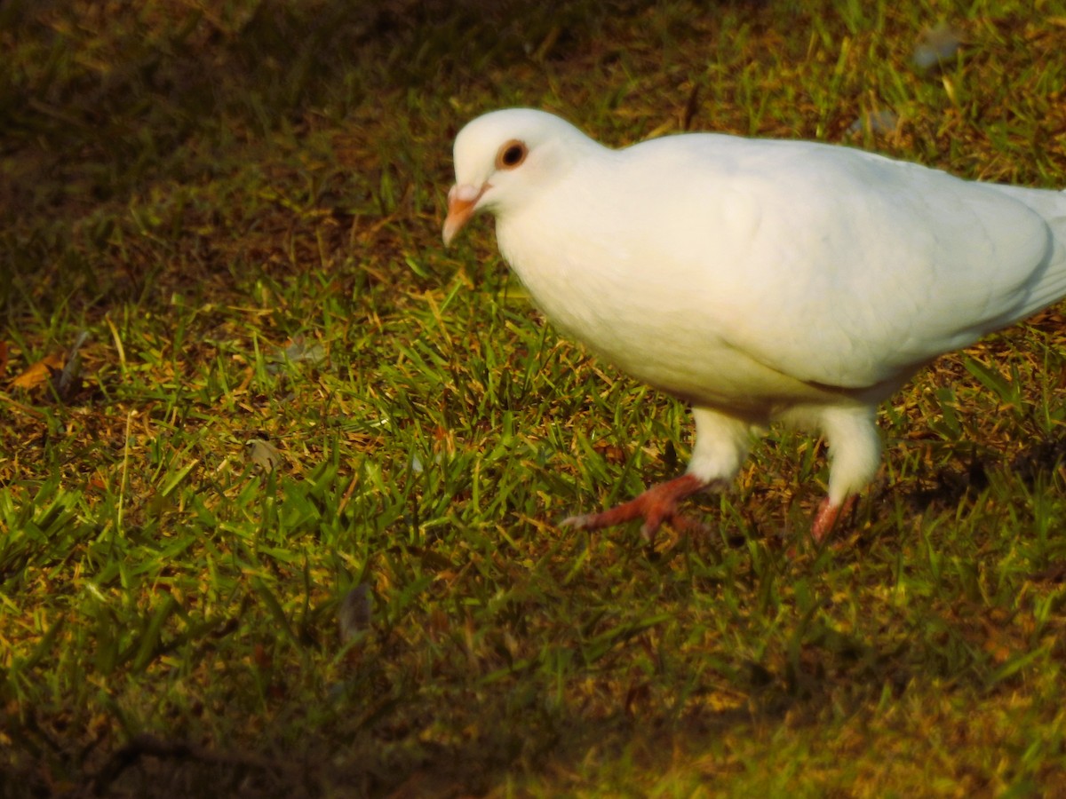 Rock Pigeon (Feral Pigeon) - ML621602694