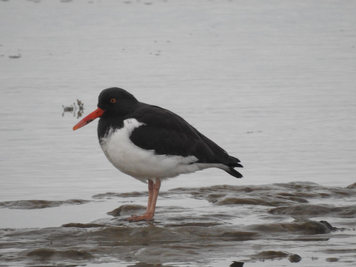 American Oystercatcher - ML621602703