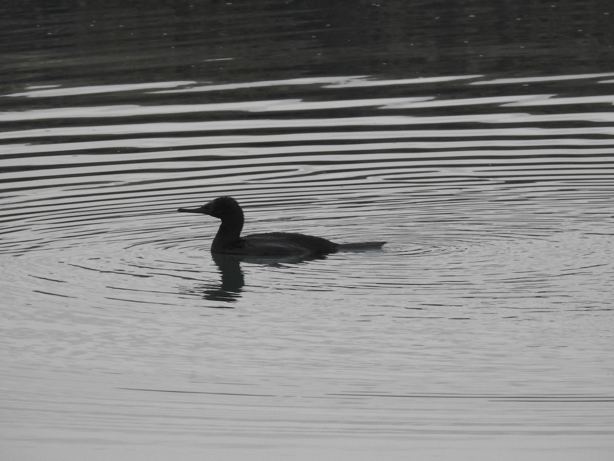 Magellanic Cormorant - ML621602707