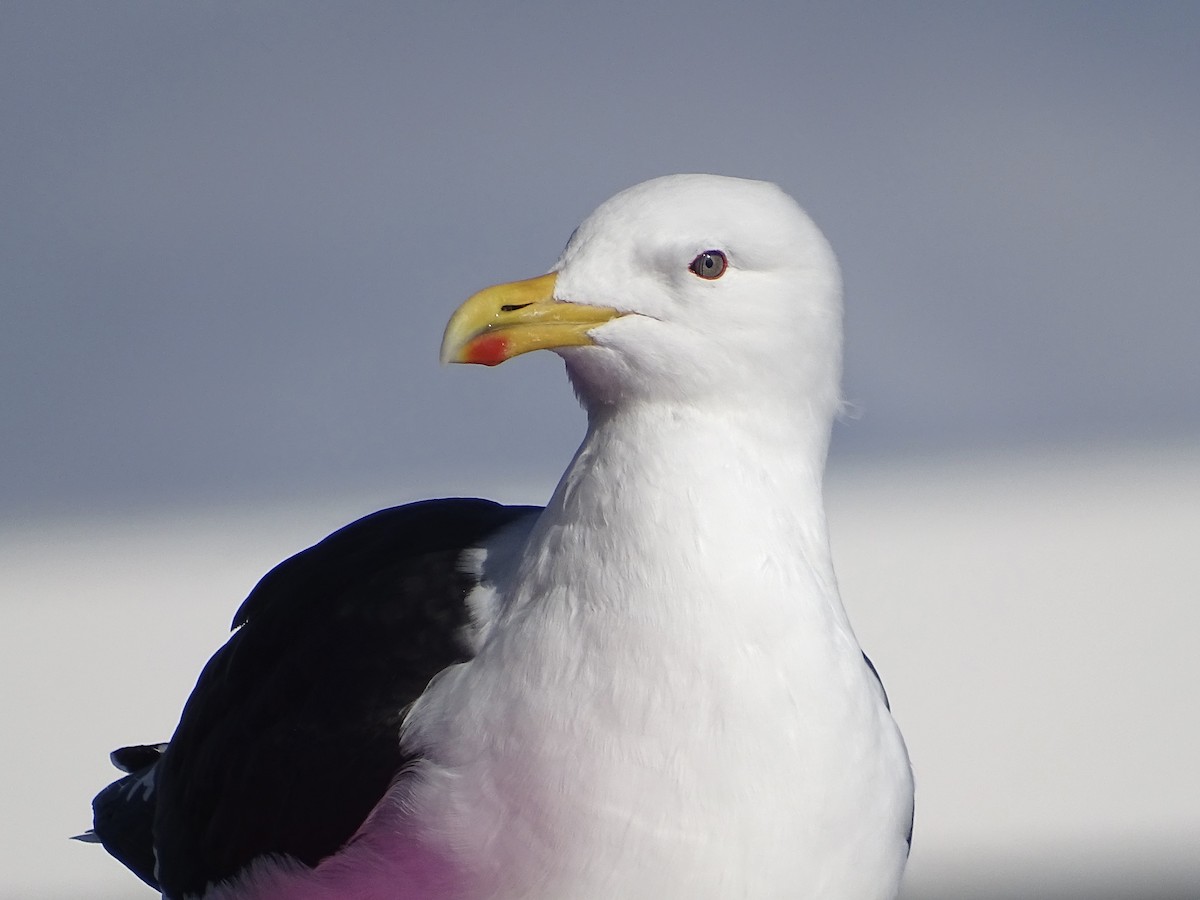 Kelp Gull - ML621603023