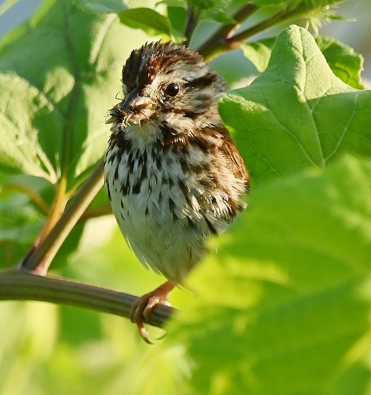 Song Sparrow - ML621603374