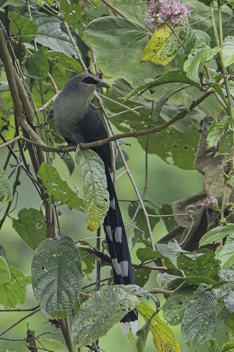 Green-billed Malkoha - ML621603403