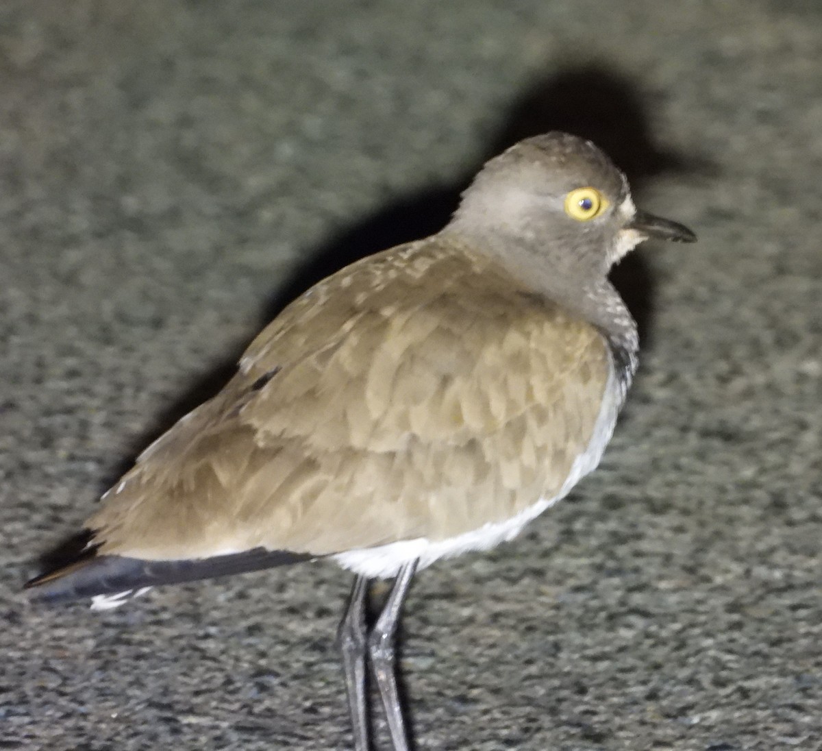 Senegal Lapwing - ML621603405