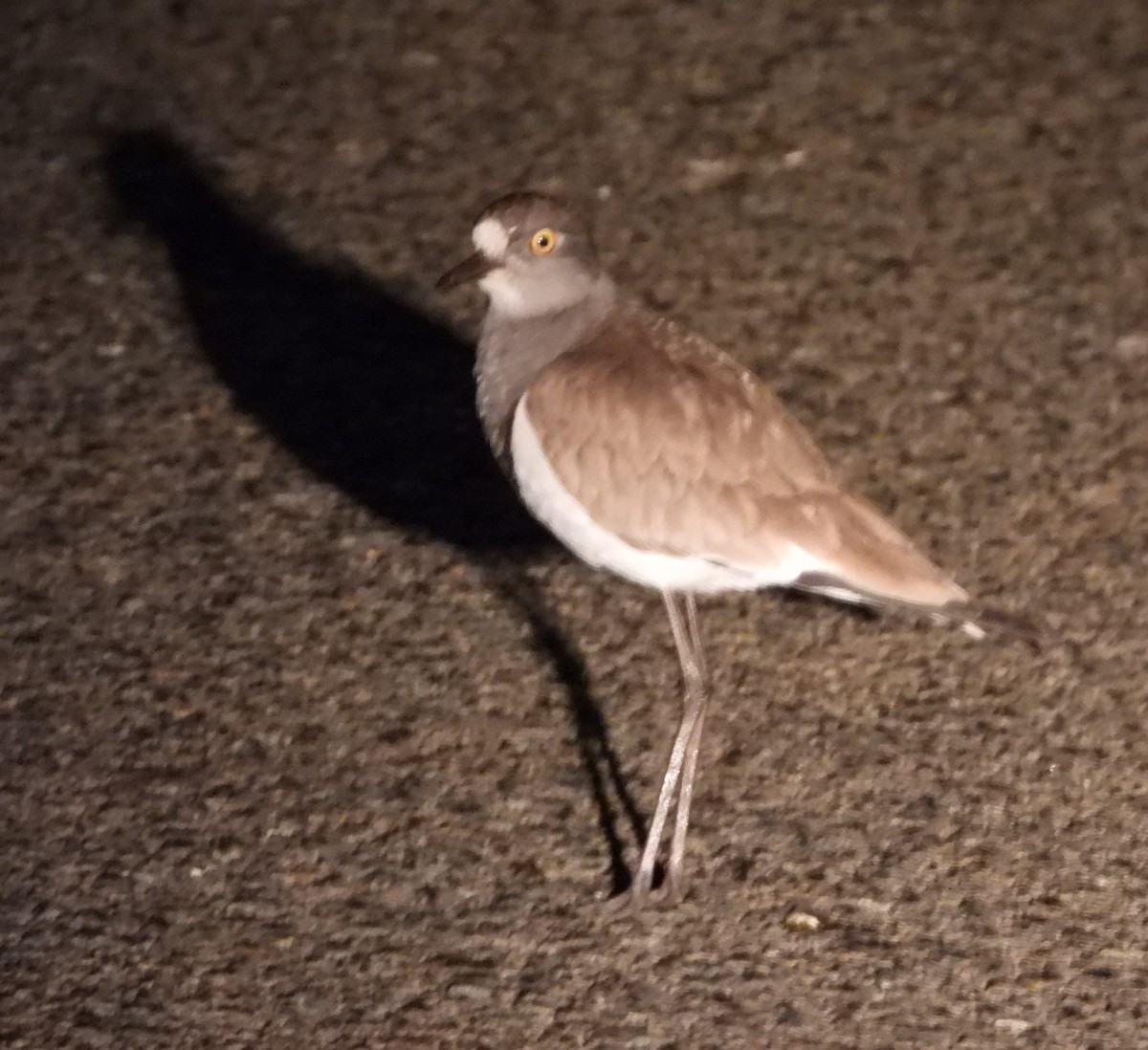 Senegal Lapwing - ML621603406