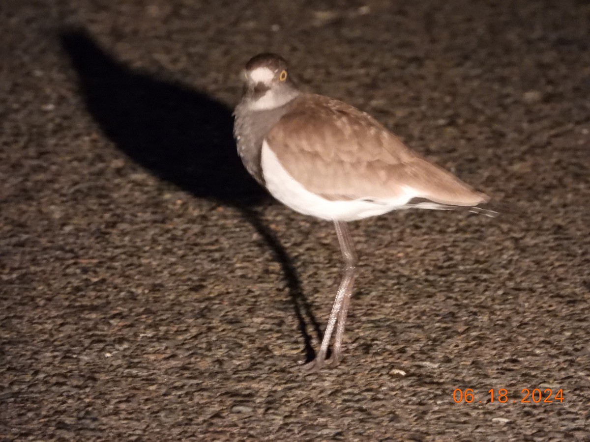 Senegal Lapwing - ML621603408