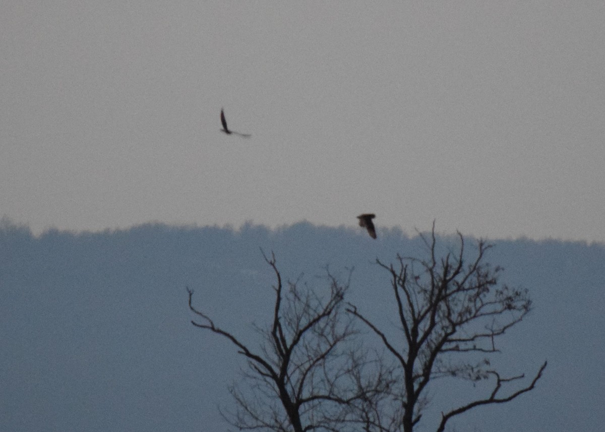 Northern Harrier - ML621603409