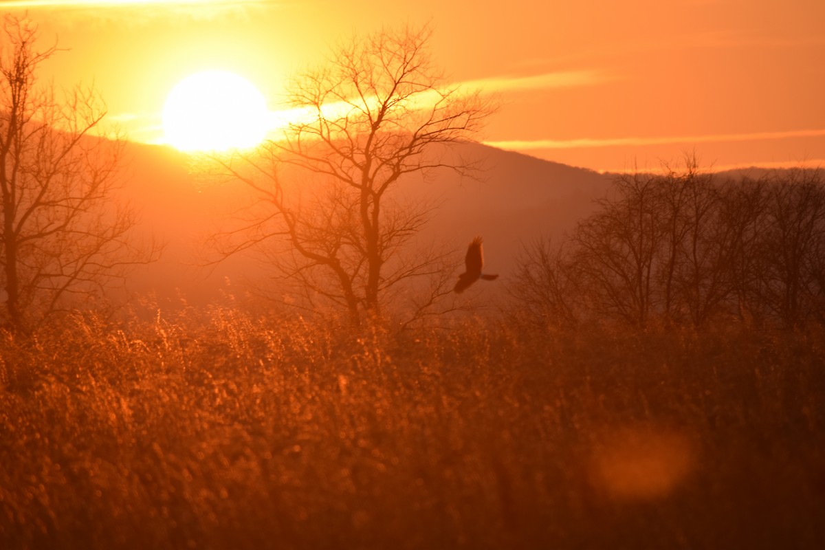 Northern Harrier - ML621603413