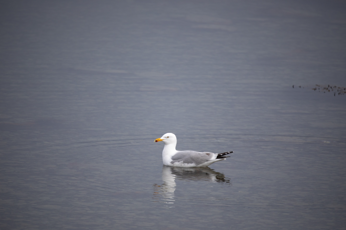 racek stříbřitý (ssp. smithsonianus) - ML621603567