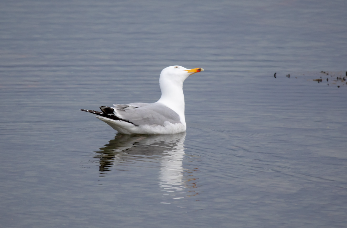 racek stříbřitý (ssp. smithsonianus) - ML621603568