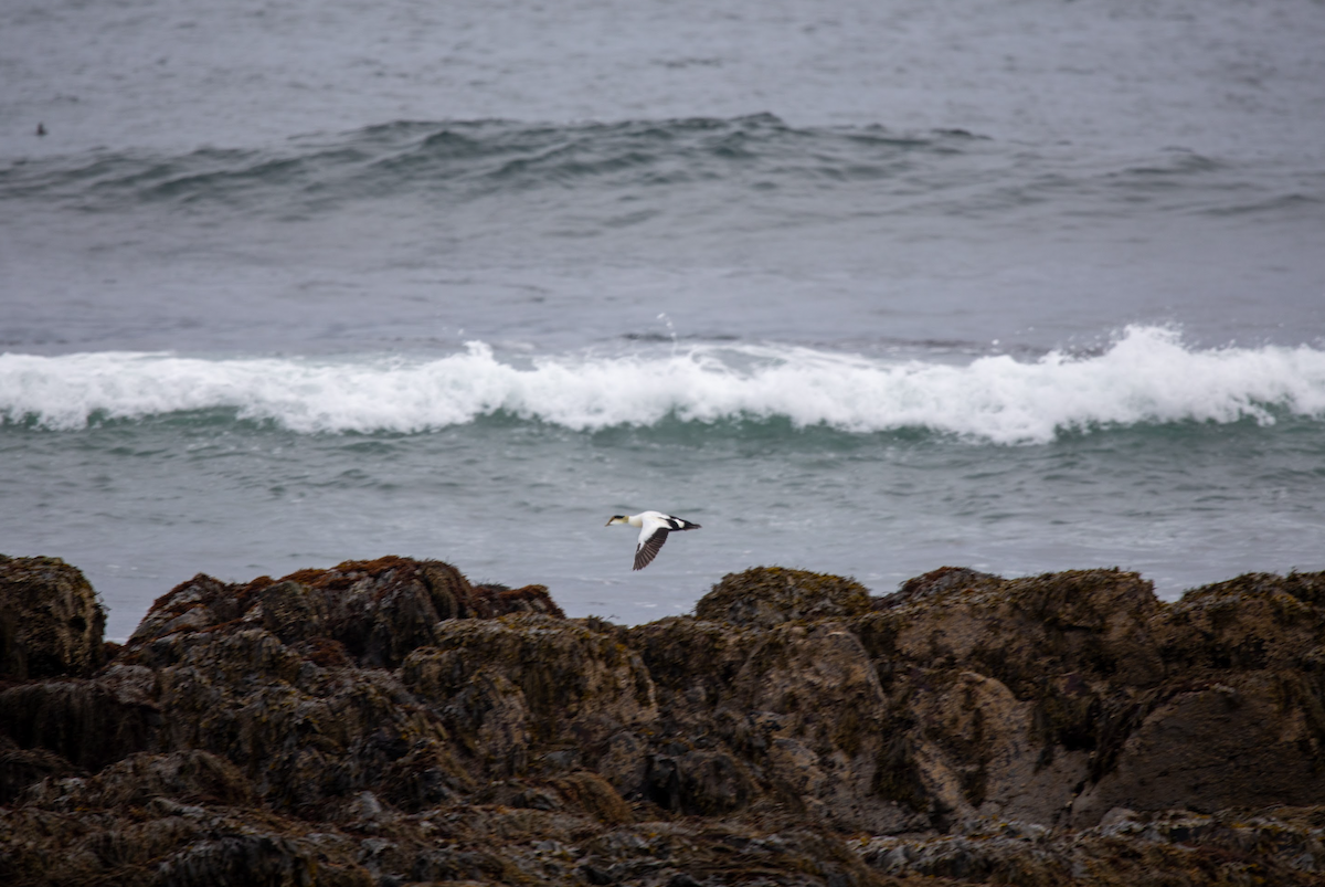 Common Eider - Emerson Harman