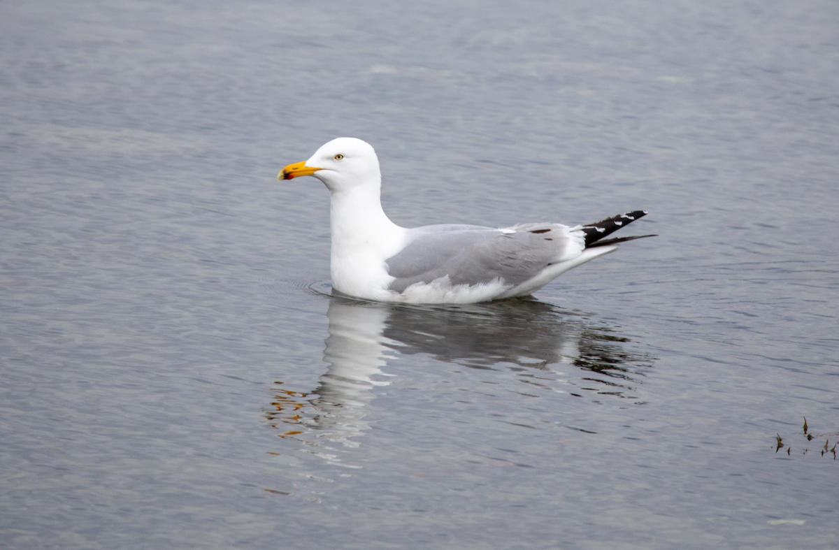 Herring Gull (American) - Emerson Harman