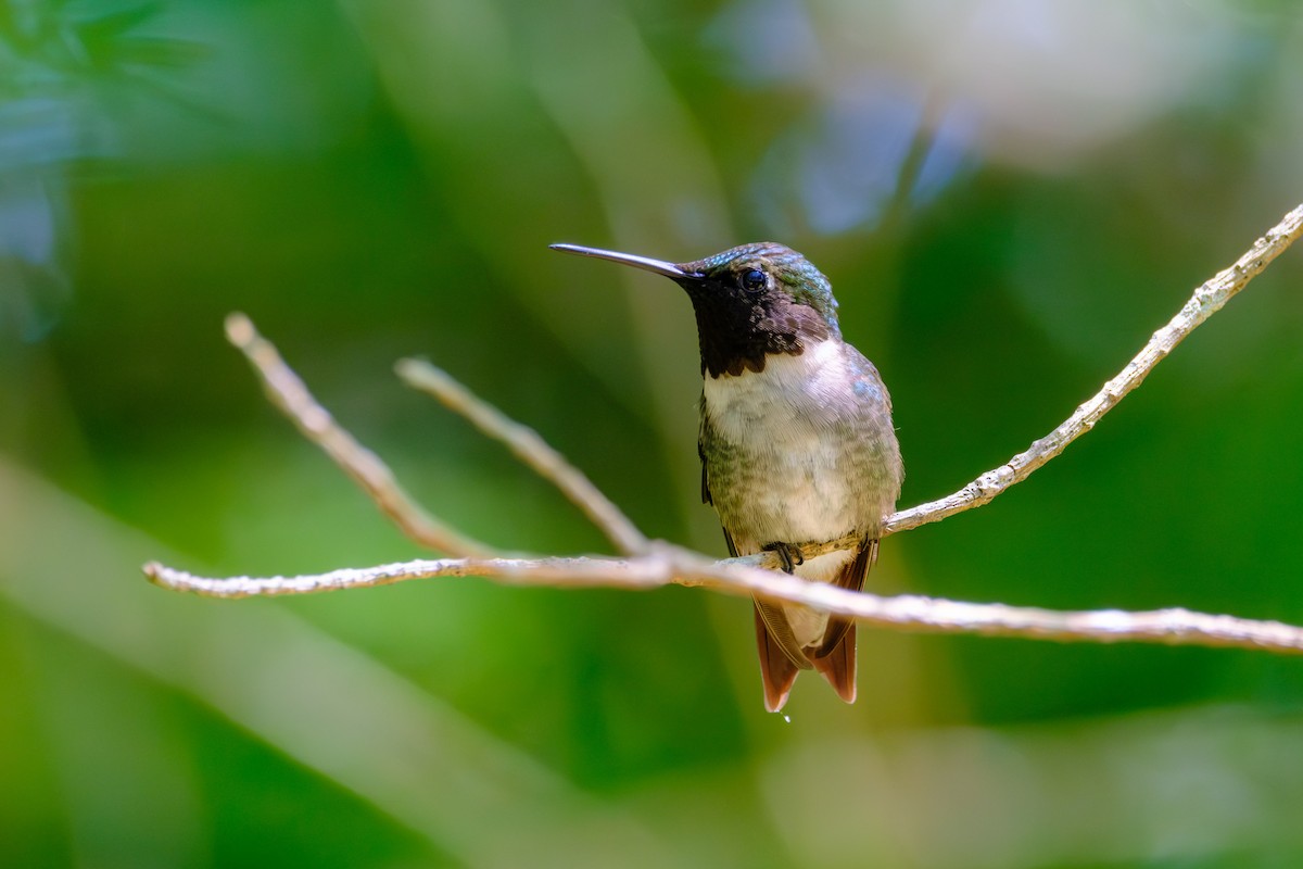 Ruby-throated Hummingbird - ML621603641