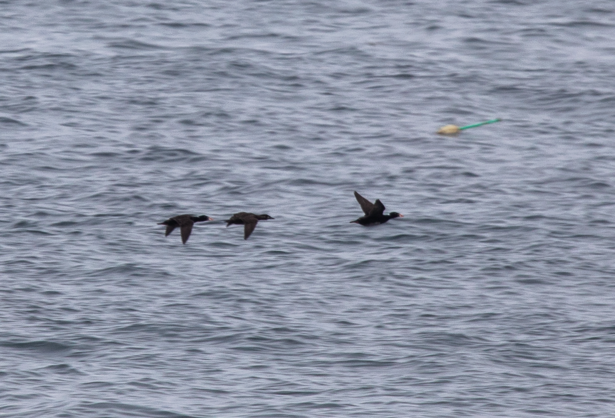 Surf Scoter - Emerson Harman