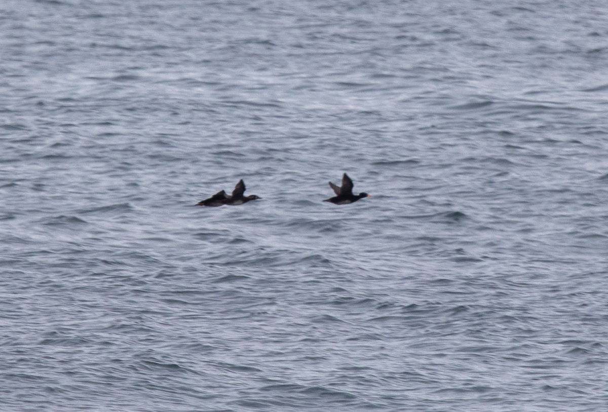 Surf Scoter - Emerson Harman