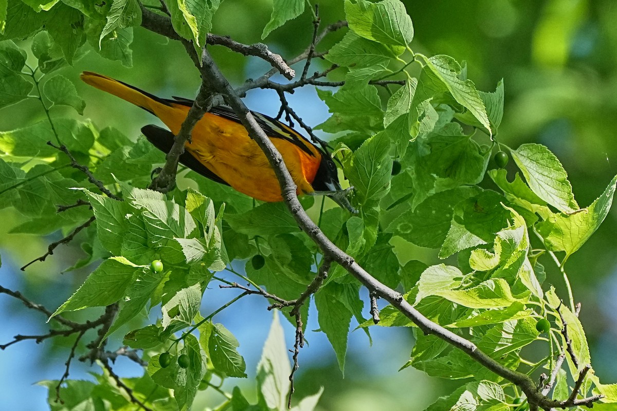 Baltimore Oriole - ML621603655