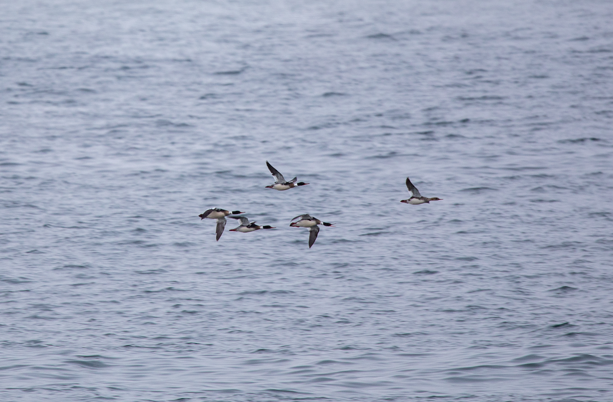 Red-breasted Merganser - Emerson Harman