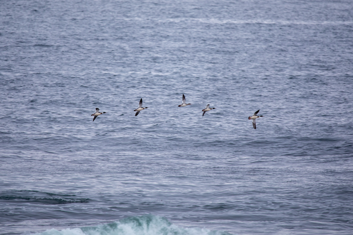 Red-breasted Merganser - Emerson Harman