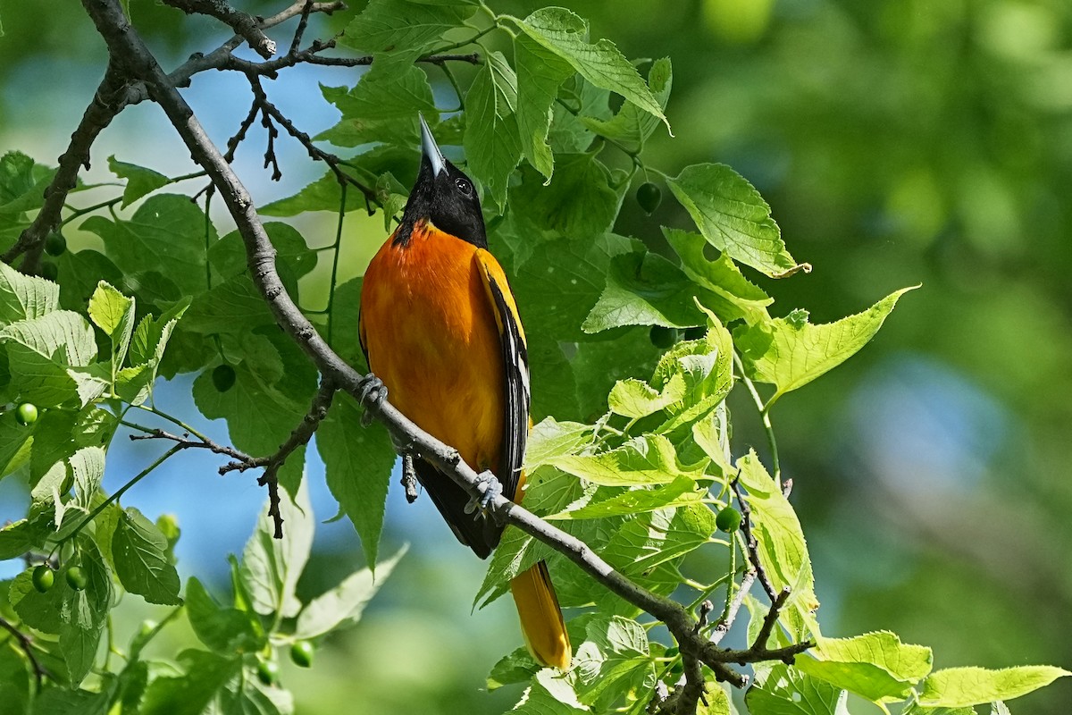 Baltimore Oriole - ML621603679