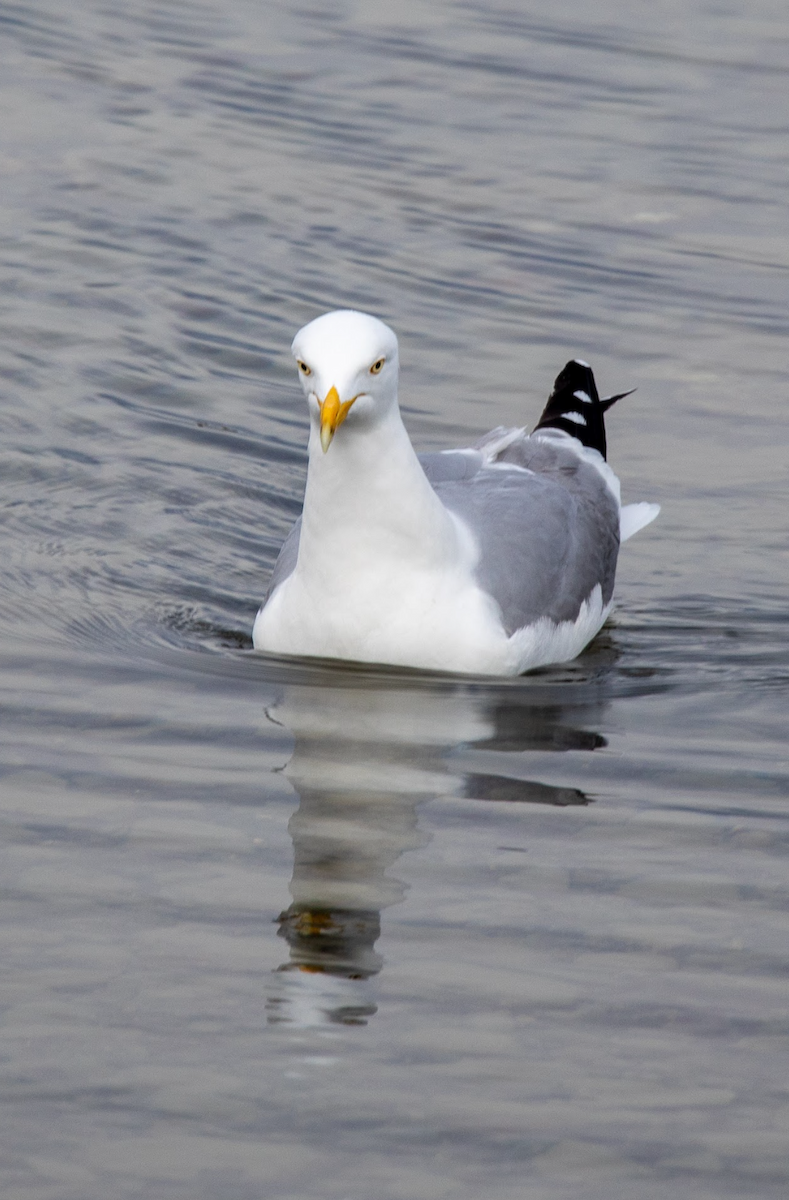 racek stříbřitý (ssp. smithsonianus) - ML621603693