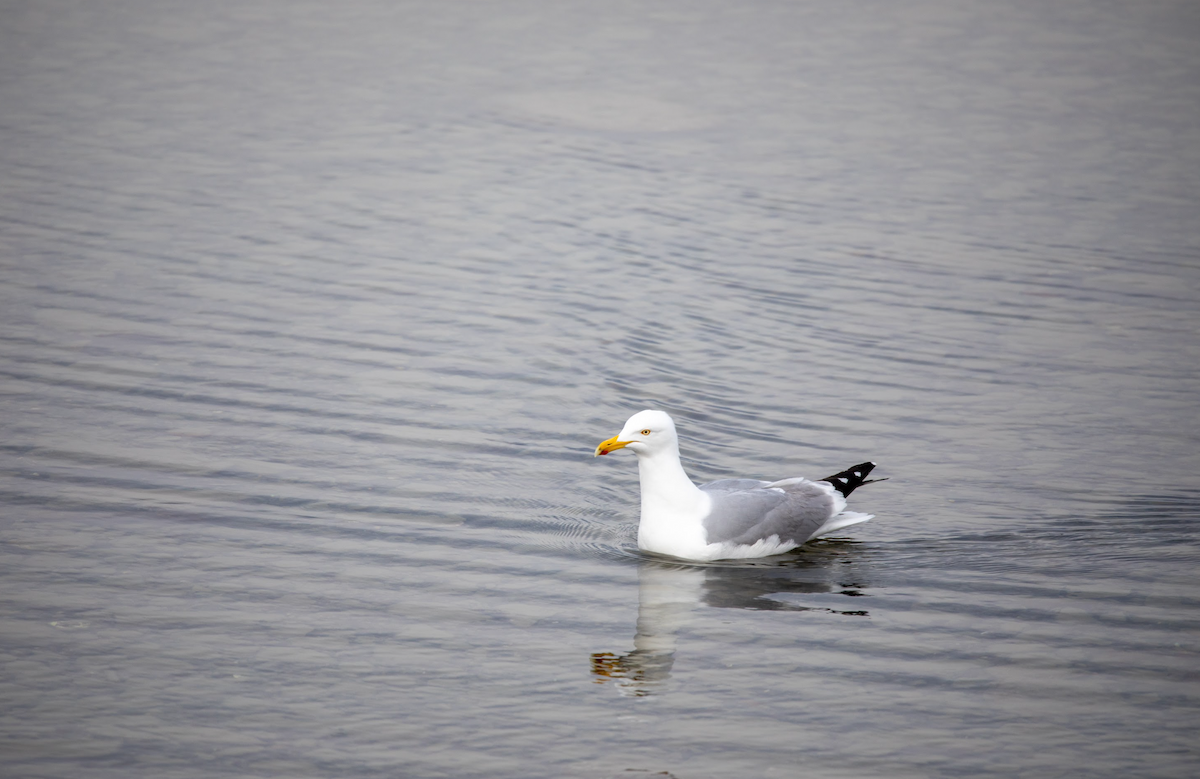 racek stříbřitý (ssp. smithsonianus) - ML621603694