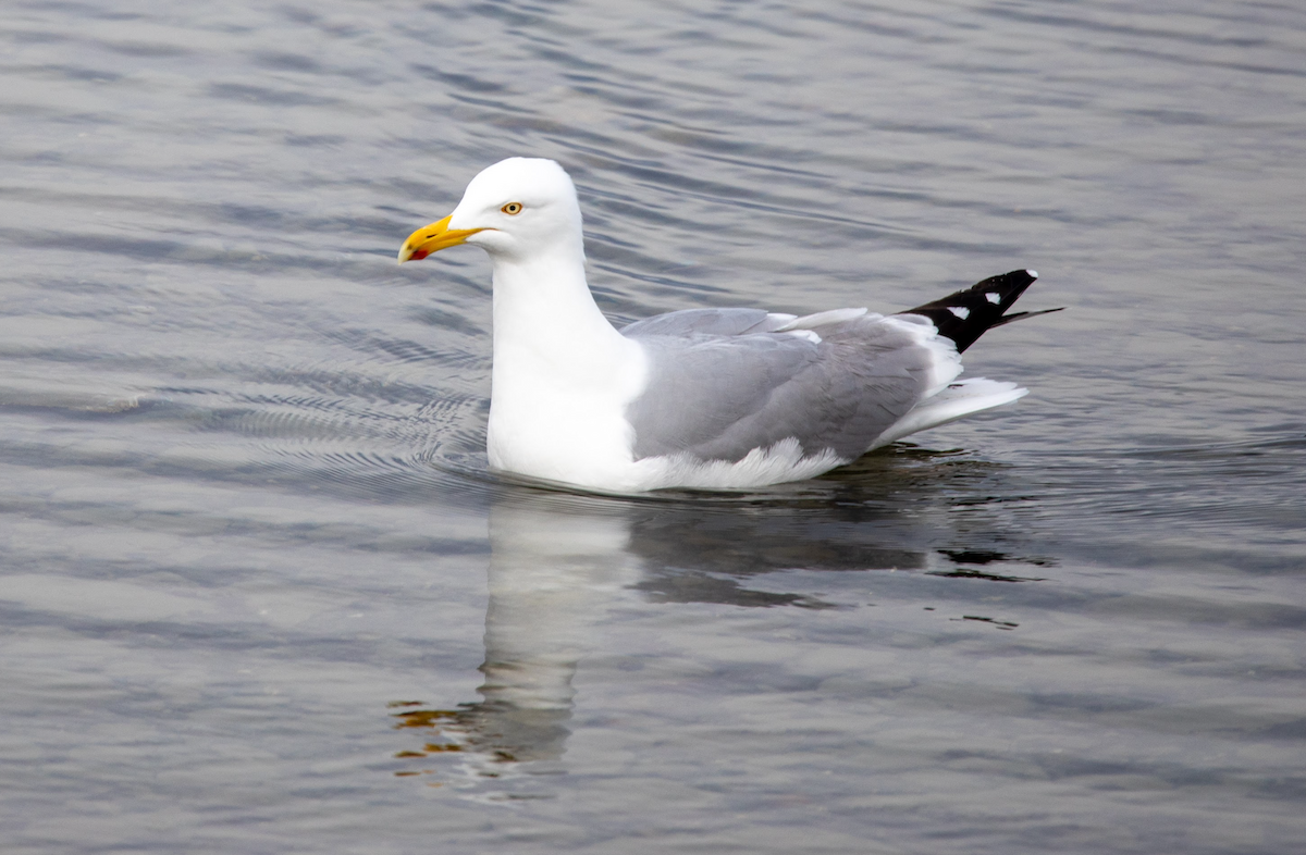 racek stříbřitý (ssp. smithsonianus) - ML621603695