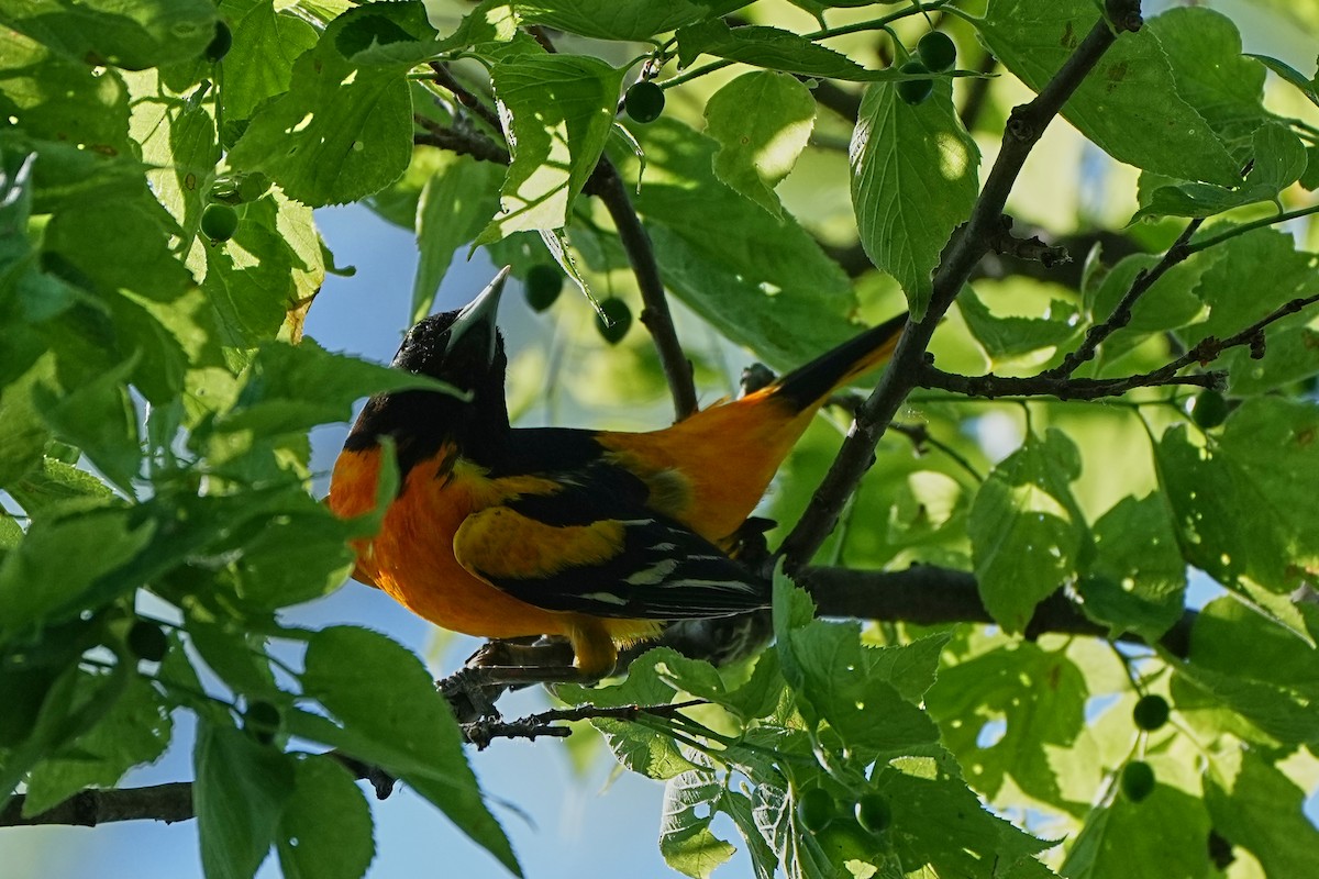 Baltimore Oriole - ML621603709