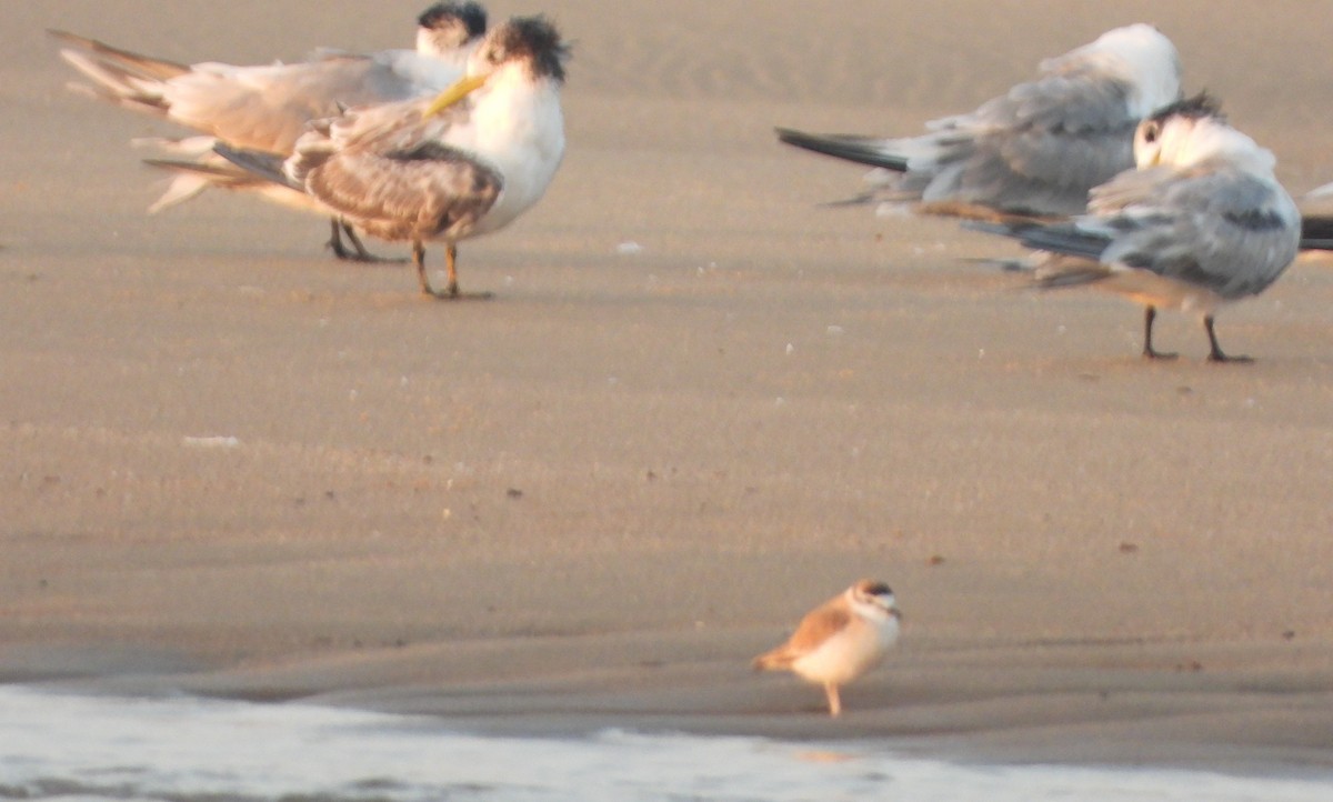 White-fronted Plover - ML621603735