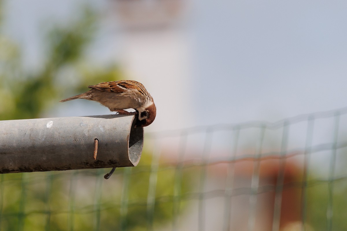 Eurasian Tree Sparrow - ML621603750