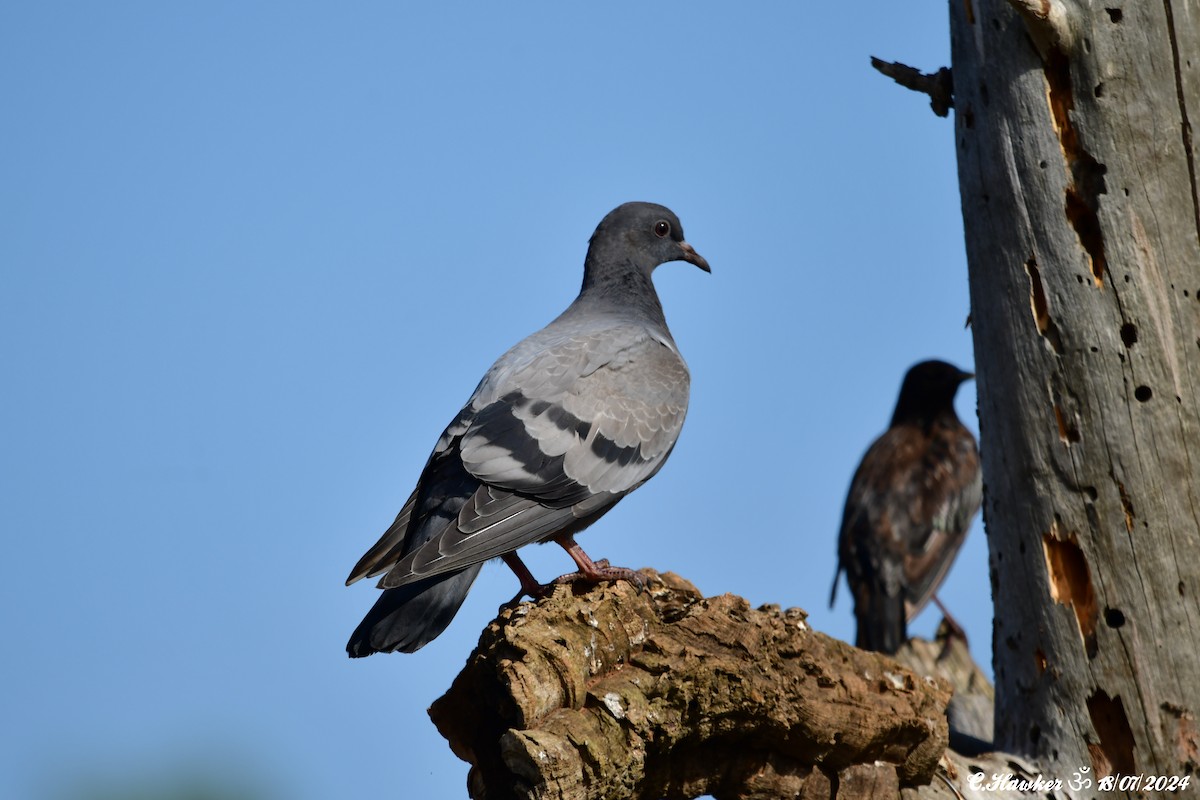 Rock Pigeon (Feral Pigeon) - ML621603778