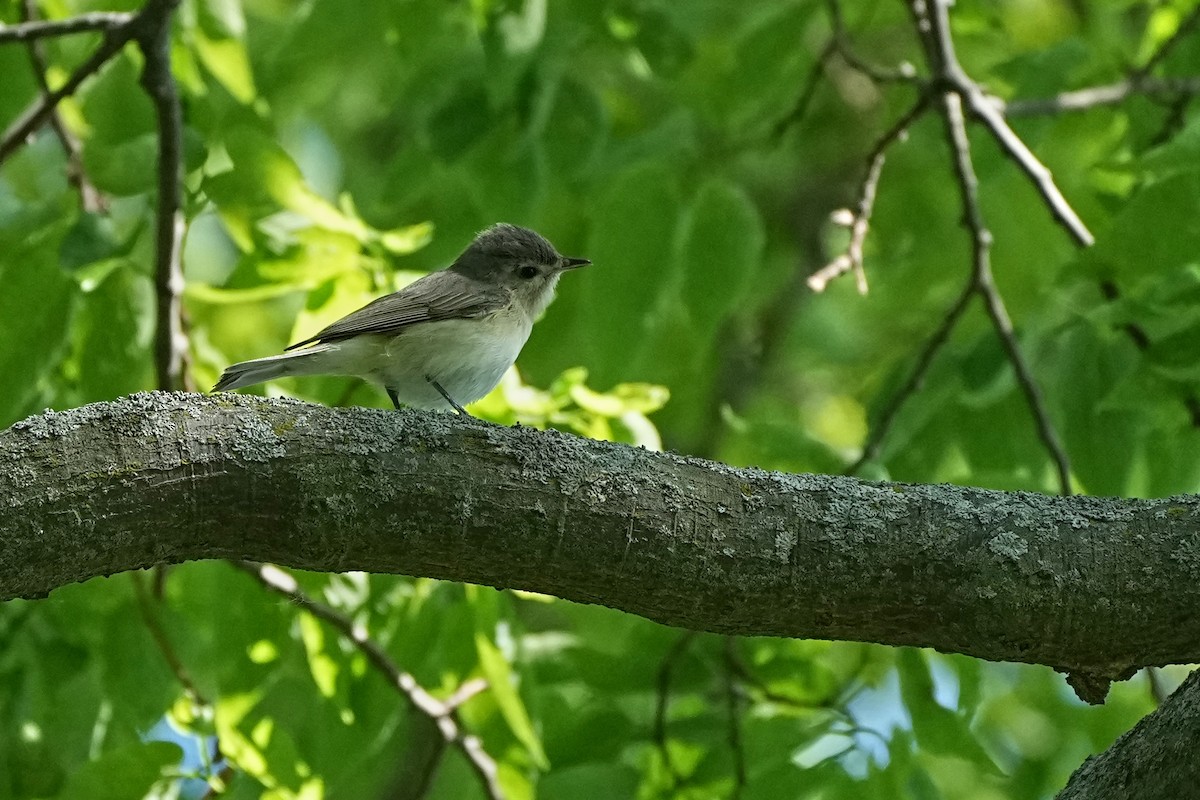 Warbling Vireo - ML621603792