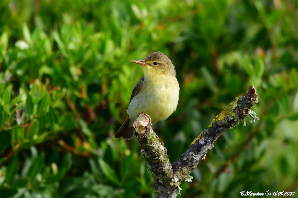 Melodious Warbler - ML621603816