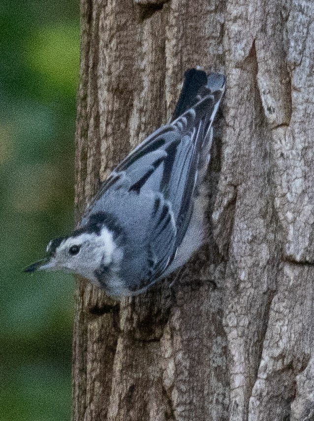 White-breasted Nuthatch - ML621603836
