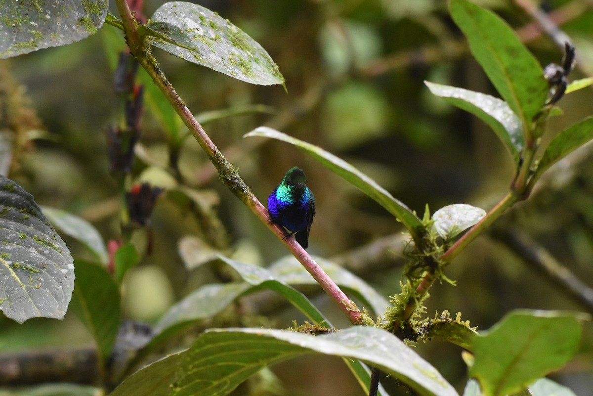 Violet-bellied Hummingbird - ML621603848