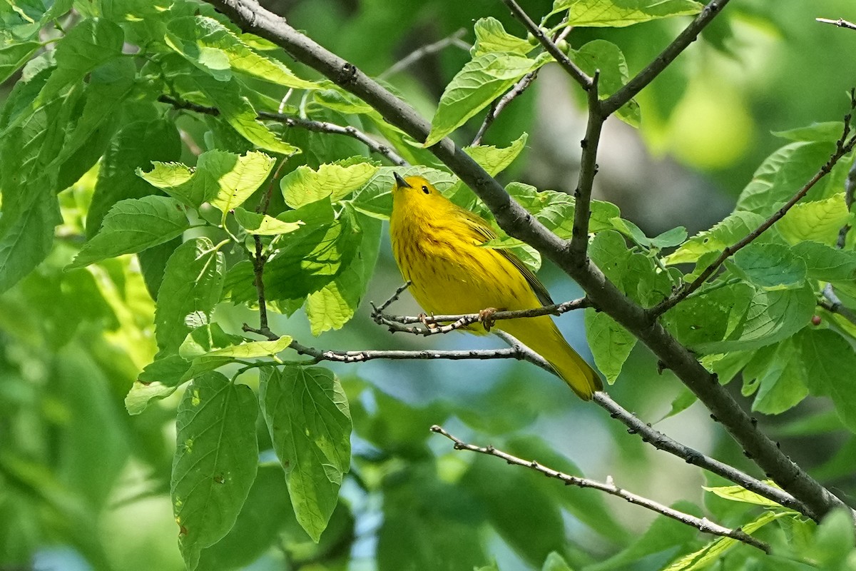 Yellow Warbler - ML621603858