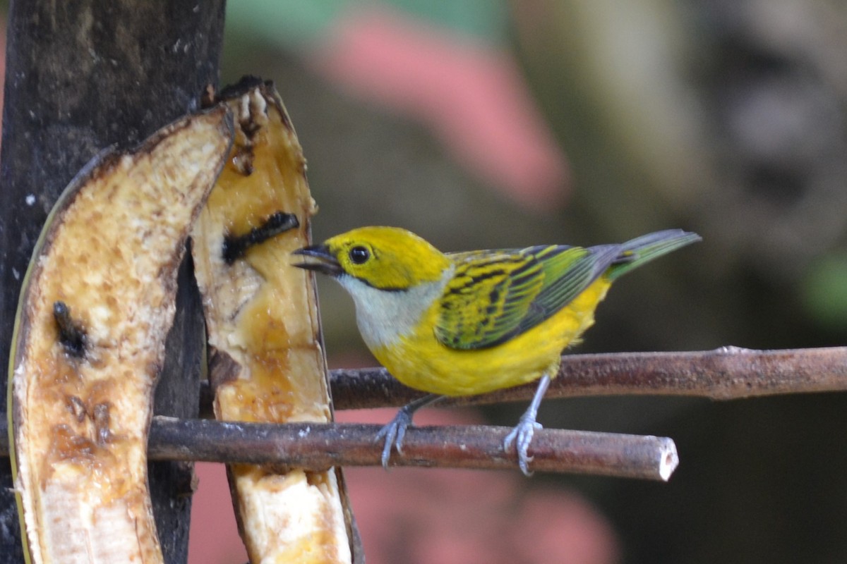 Silver-throated Tanager - ML621603886